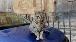 Котенок важнее свободы: угонщица умоляла полицию спасти своего питомца