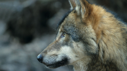 Жестокая расправа: в британском зоопарке усыпили стаю волков