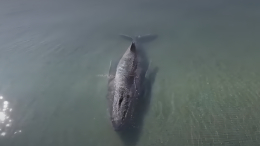 Застрявший на мели кит на Балтике уплыл в море