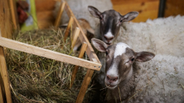 Идентичны оригиналу? Почему бесполезно многократно клонировать млекопитающих