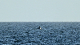 Боролся за жизнь: как спасали застрявшего на мели кита на Балтике