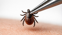 Только не масло: какие действия могут увеличить риск заражения при укусе клеща