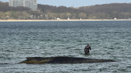 Спасенный на Балтике горбатый кит снова застрял на мелководье