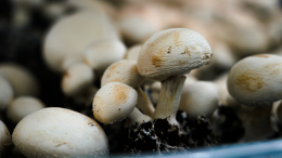 Осторожно, грибы! — Россиянам рассказали, как выбрать свежие шампиньоны