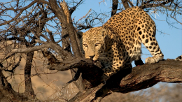 В Индии леопард напал на новорожденную девочку и попытался ее утащить