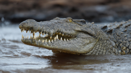 Смертельная ловушка: крокодил растерзал набиравшую воду в реке женщину