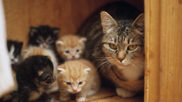 Квартира смерти: кошатница продала жилье, чтобы не исполнять решение суда