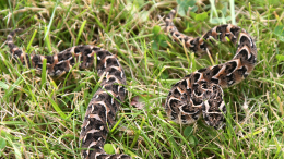 Змеи проснулись раньше срока: что делать, если напала гадюка