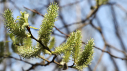 Впервые за 247 лет: климатолог назвал причину рекордно жаркого марта в Москве