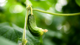 Сезон дачников: как правильно высаживать рассаду огурцов без почвы