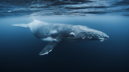 Серфер врезался в кита у берегов Калифорнии