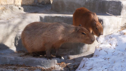 «Трогательно наблюдать»: капибары Московского зоопарка вышли после зимовки