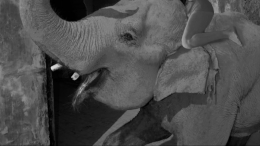 Россиянка покрасила слониху в розовый для эффектного фото — животное умерло