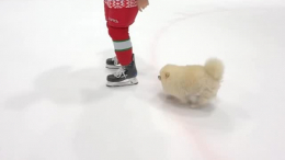 Вилял хвостиком: шпиц Умка сопровождал Лукашенко на льду перед победным матчем