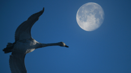 Ресурсы Земли не бесконечны: станет ли Луна новым спасением человечества