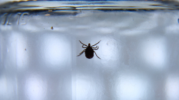 Без паники: что делать, если укусил клещ