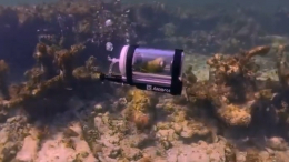 Дайвер на Багамах погрузился на глубину вместе с попугаем