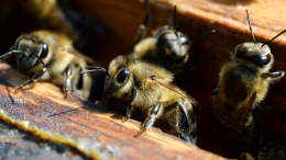 Пчелиный рой облепил двигатель самолета в США