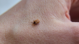 «Отсрочка увеличивает риск»: как действовать при укусе клеща у ребенка