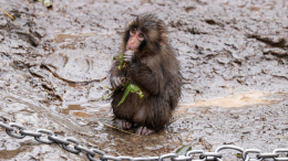 Макаке Панчу отправили подарок из Московского зоопарка