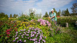Радуют без ухода: какие неприхотливые цветы можно посадить на даче