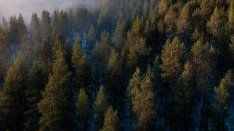 Берлоги под подозрением: поиски Усольцевых пойдут по новому сценарию