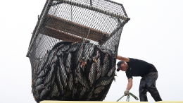 Укрепление позиций: Дмитрий Патрушев обозначил новый курс развития рыбной отрасли в России