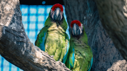 В частном зоопарке под Петербургом неизвестные отравили газом более 70 попугаев