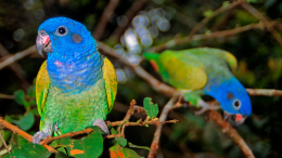 Отравление попугаев в частном зоопарке Петербурга: новые детали происшествия
