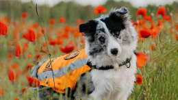 «Их застрелили»: в Псковской области убили поисковых собак отряда «ЛизаАлерт»