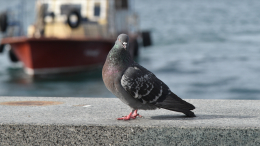 Прожил почти полвека: умер самый старый голубь в мире