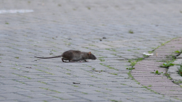 В Петербурге началась массовая борьба с крысами