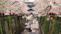 Зомби-апокалипсис? Пенсионер укусил незнакомку под сакурой и умер через час