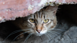 «Решают без хозяев»: в Финляндии у украинских беженцев забирают и усыпляют питомцев