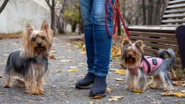 Красиво, но опасно: как прогулки среди весенних цветов могут навредить собаке