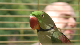 Выживших после отравления попугаев вернут в зоопарк в Кудрово