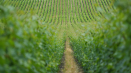 Кондратьев доложил Путину о росте числа виноградников на Кубани