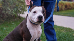 Вы делаете это каждый день: из-за чего питомцы могут обижаться на хозяев