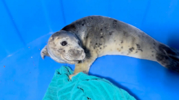 Ластоногий «пасхальный» гость: истощенного тюленя спасли на побережье Финского залива