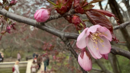 В Москве распустились первые цветки сакуры
