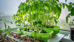 Россиянам рассказали, можно ли выносить рассаду на балкон