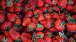 Клубника против рака: как ягоды помогают бороться с онкологией