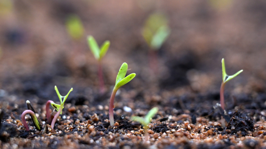 Звезды в вашем саду: когда и как сеять астры