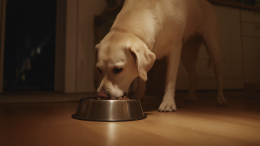 Режим питания для собак: ветеринар дал рекомендации по кормлению питомцев