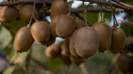 Маленький суперфуд: эксперты раскрыли уникальные свойства киви