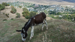 Ослик-дебошир гоняет туристов в Кармадонском ущелье