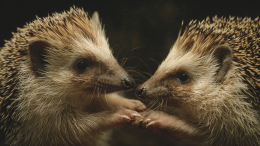 «Э, братва, завязывайте»: водитель в Дагестане разнимал дерущихся ежей