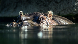 В Колумбии уничтожат популяцию «кокаиновых» бегемотов наркобарона Пабло Эскобара
