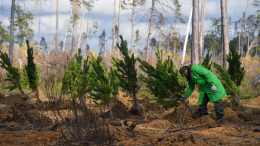 Лесовосстановление в России в полтора раза превысило вырубку и гибель деревьев