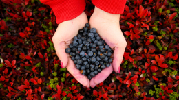 Черника улучшает зрение? Врач разъяснил популярный миф